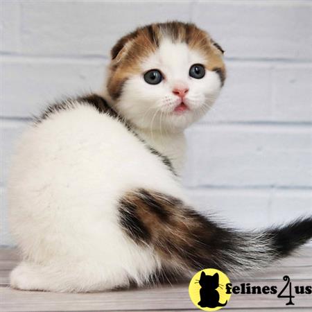 kittygoals95 Picture 1